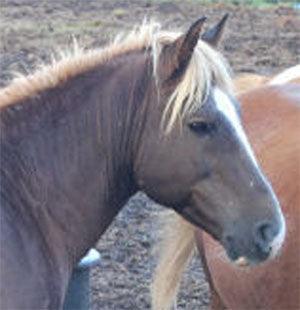 Chincoteague Pony Medallion - Tempi Design Studio